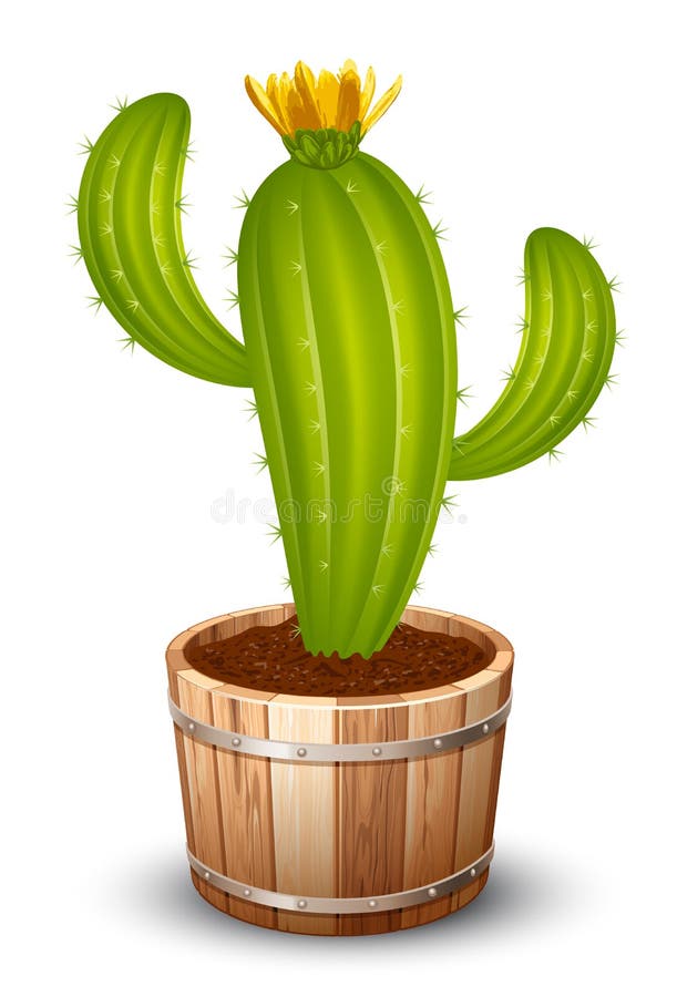 Ð¡actus in a pot